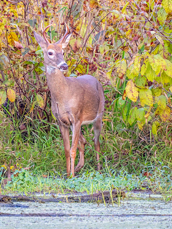 White-tailed deer