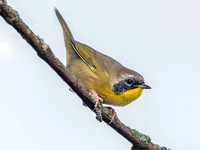 Common Yellowthroat