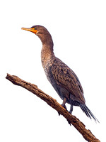 Double-crested Cormorant
