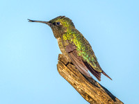 Ruby-throated Hummingbird
