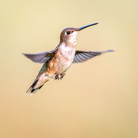 Ruby-throated Hummingbird