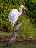 Great Egret