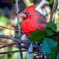 Northern Cardinal