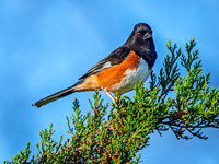 Eastern Towhee