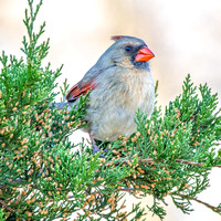 Northern Cardinal