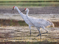 Sandhill Crane