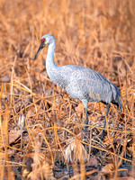Sandhill Crane