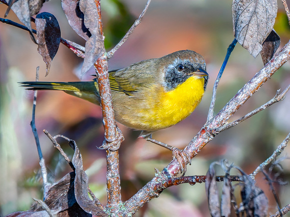 Common Yellowthroat