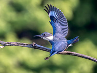 Belted Kingfisher