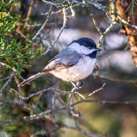 Carolina Chickadee