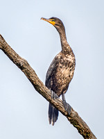 Double-crested Cormorant